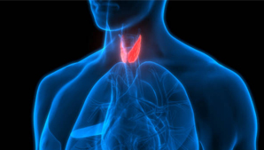 Endocrinology