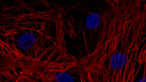 Cardiac Sciences